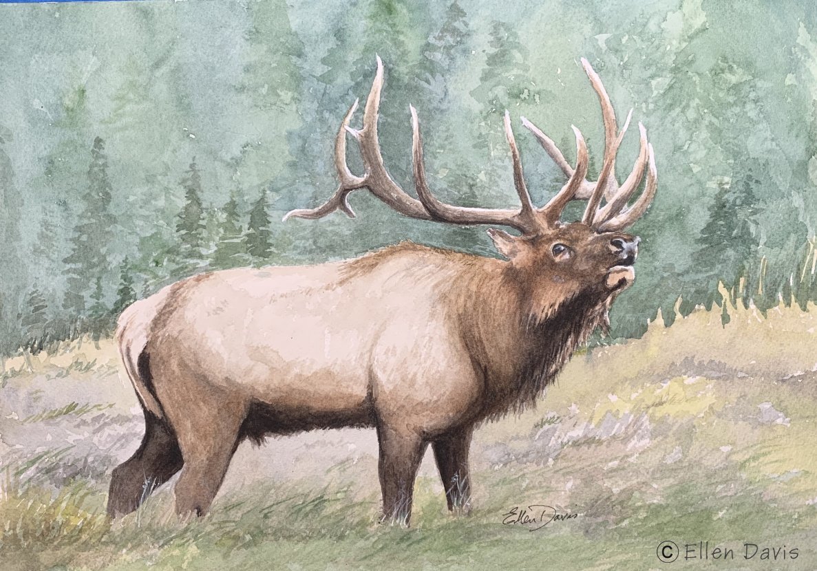 Wildlife paintings clearance